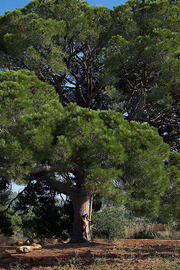 Antea In Pinos